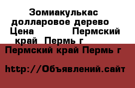 Зомиакулькас (долларовое дерево) › Цена ­ 1 000 - Пермский край, Пермь г.  »    . Пермский край,Пермь г.